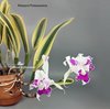 Cattleya Sedlescombe 'Variegated'.